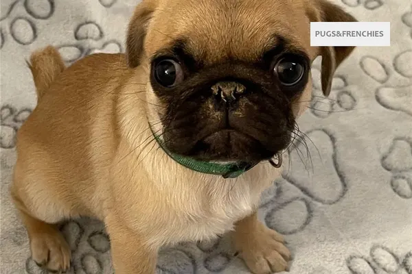 Celeste, Chocolate Pug puppy (photo 7)
