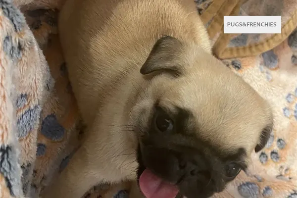 Celeste, Chocolate Pug puppy (photo 3)