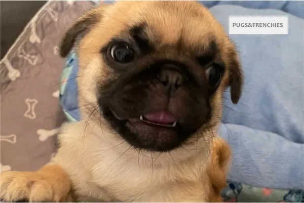 Celeste, Chocolate Pug puppy (photo 1)
