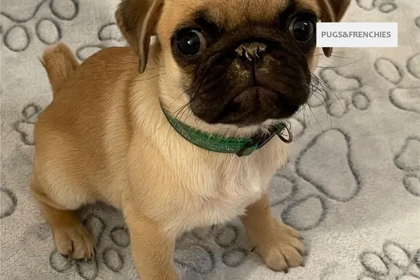 Celeste, Chocolate Pug puppy (photo 4)