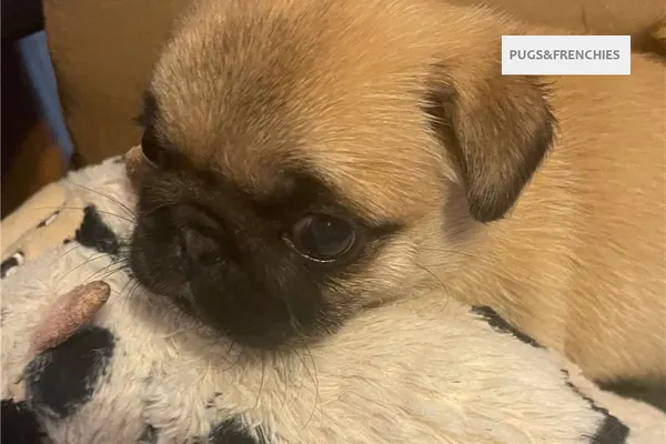 Celeste, Chocolate Pug puppy (photo 2)