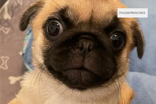 Celeste, Chocolate Pug puppy (photo 6)
