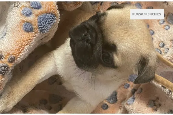 Celeste, Chocolate Pug puppy (photo 5)