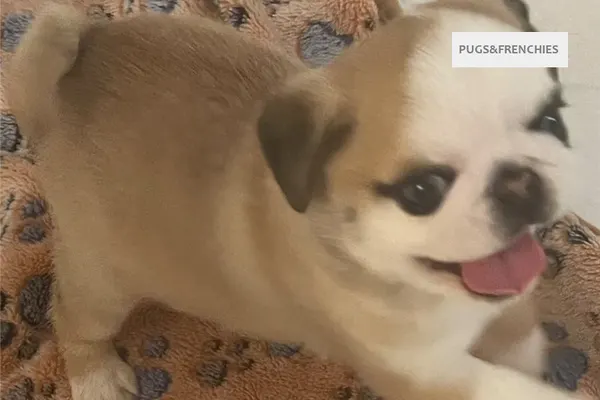 Catia, Koi Panda Pug puppy (photo 4)