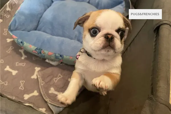Catia, Koi Panda Pug puppy (photo 3)