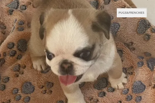 Catia, Koi Panda Pug puppy (photo 2)