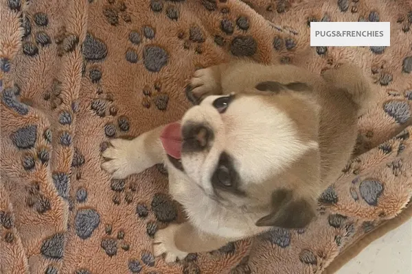 Catia, Koi Panda Pug puppy (photo 5)