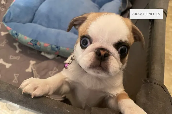 Catia, Koi Panda Pug puppy (photo 1)