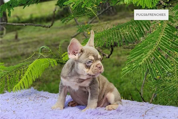 Davy, Isabella and tan French Bulldog puppy (photo 6)