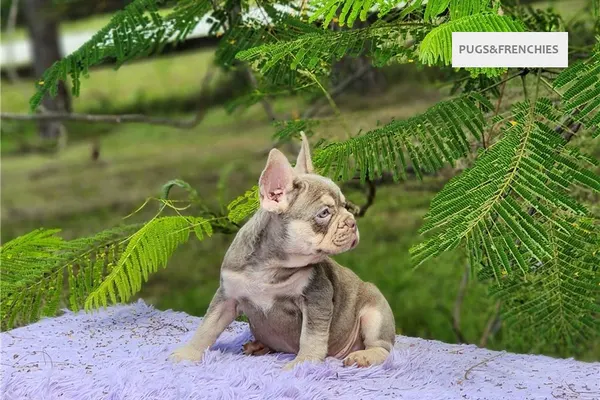 Davy, Isabella and tan French Bulldog puppy (photo 3)