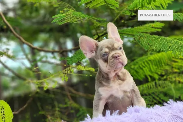 Davy, Isabella and tan French Bulldog puppy (photo 4)