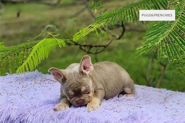 Davy, Isabella and tan French Bulldog puppy (photo 5)
