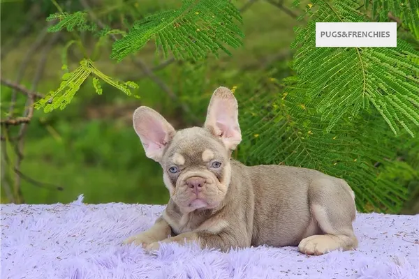 Davy, Isabella and tan French Bulldog puppy (photo 2)