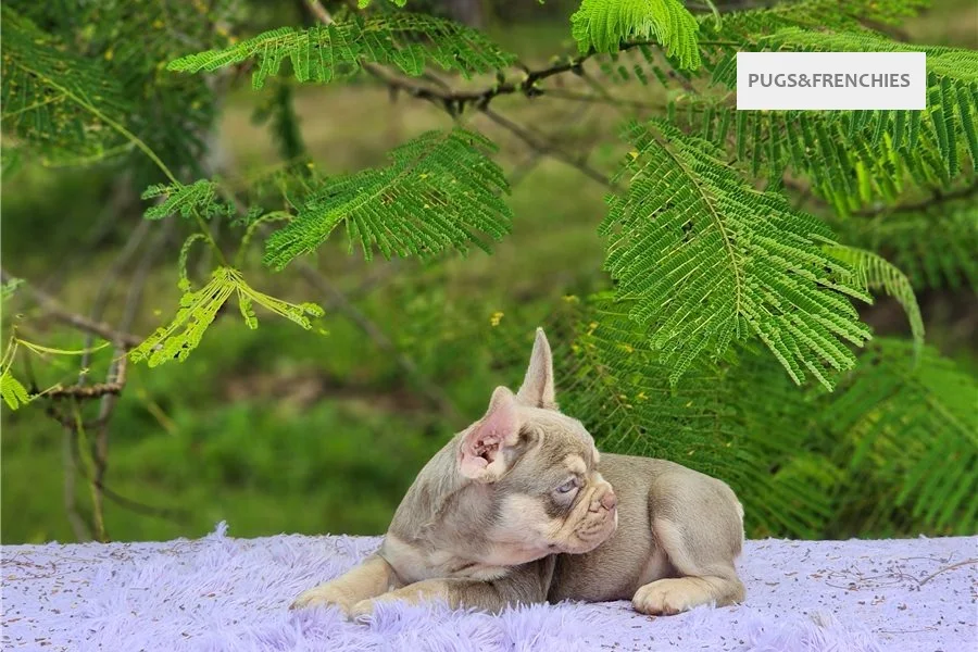 Davy, Isabella and tan French Bulldog puppy (photo 1)