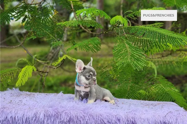 Delia, Lilac and tan French Bulldog puppy (photo 2)