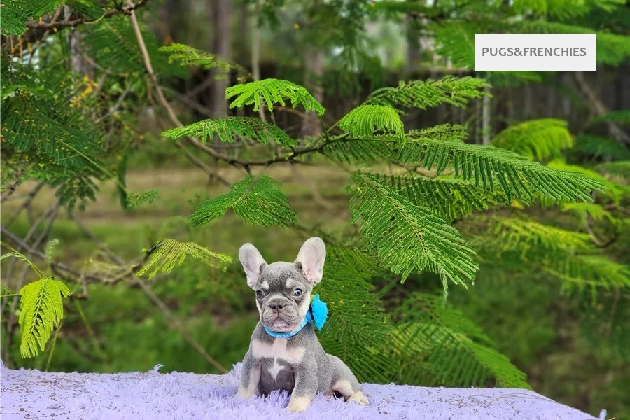 Delia, Lilac and tan French Bulldog puppy (photo 1)