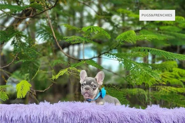 Delia, Lilac and tan French Bulldog puppy (photo 4)