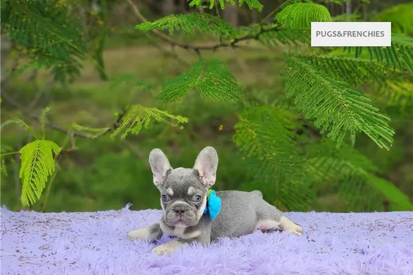 Delia, Lilac and tan French Bulldog puppy (photo 3)