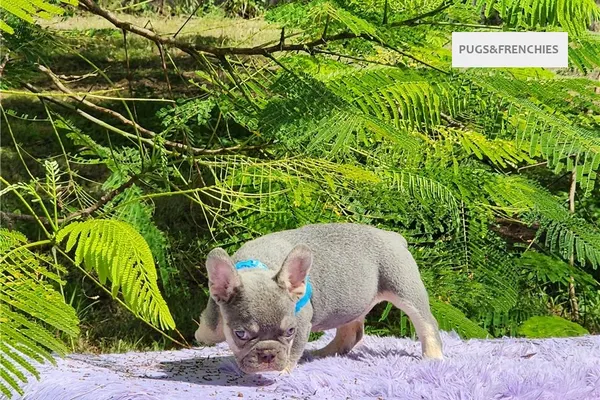 Delia, Lilac and tan French Bulldog puppy (photo 6)