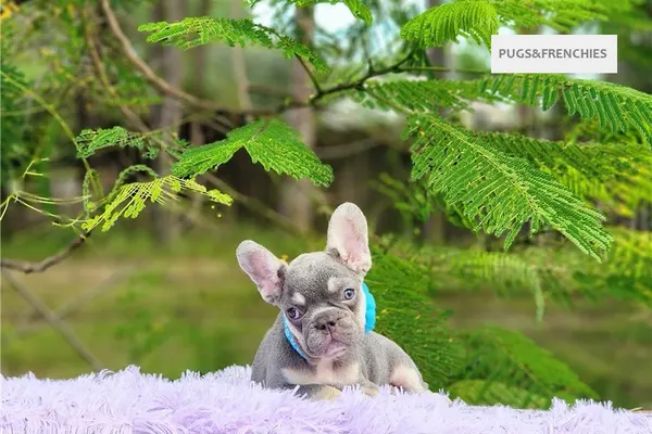 Delia, Lilac and tan French Bulldog puppy (photo 5)