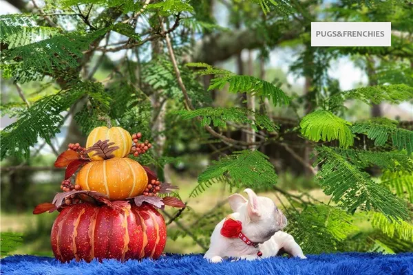 Demi, Platinium New Shade isabella French Bulldog puppy (photo 1)