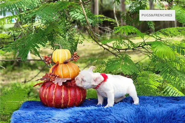 Demi, Platinium New Shade isabella French Bulldog puppy (photo 6)