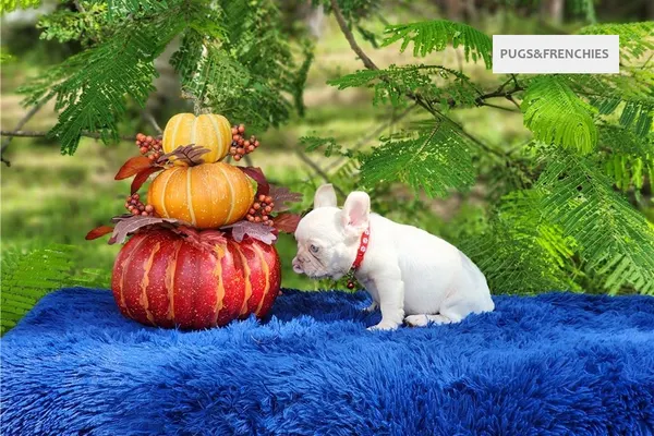 Demi, Platinium New Shade isabella French Bulldog puppy (photo 2)
