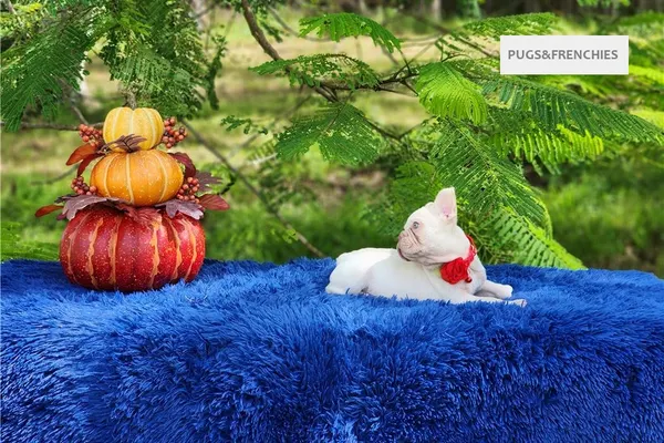 Demi, Platinium New Shade isabella French Bulldog puppy (photo 8)