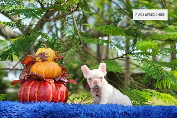 Demi, Platinium New Shade isabella French Bulldog puppy (photo 10)