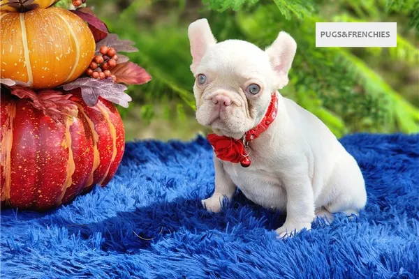 Demi, Platinium New Shade isabella French Bulldog puppy (photo 4)