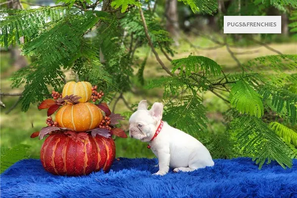Demi, Platinium New Shade isabella French Bulldog puppy (photo 9)