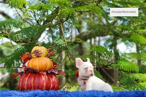 Demi, Platinium New Shade isabella French Bulldog puppy (photo 7)