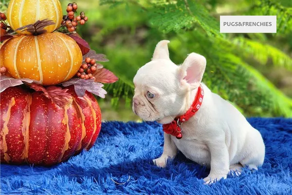 Demi, Platinium New Shade isabella French Bulldog puppy (photo 5)