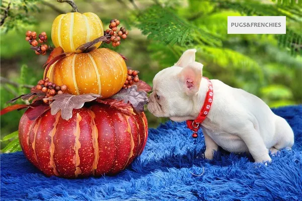 Demi, Platinium New Shade isabella French Bulldog puppy (photo 3)