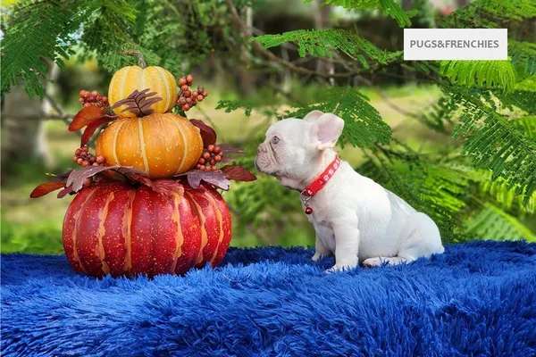 Demi, Platinium New Shade isabella French Bulldog puppy (photo 11)