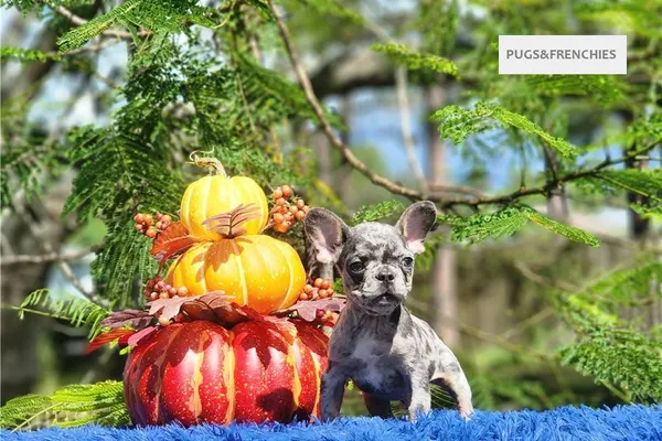 Derek, Lilac tan merle French Bulldog puppy (photo 5)