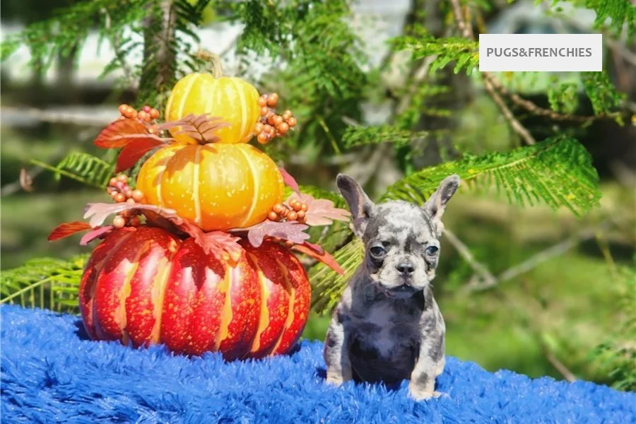 Derek, Lilac tan merle French Bulldog puppy (photo 1)
