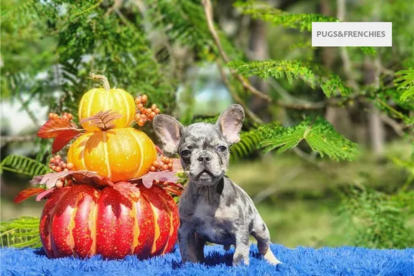 Derek, Lilac tan merle French Bulldog puppy (photo 6)