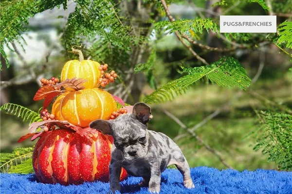 Derek, Lilac tan merle French Bulldog puppy (photo 2)