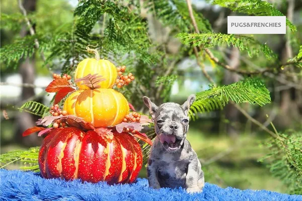 Derek, Lilac tan merle French Bulldog puppy (photo 4)