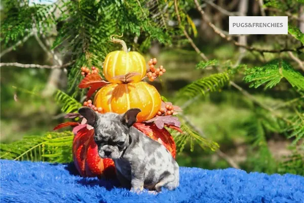 Derek, Lilac tan merle French Bulldog puppy (photo 3)