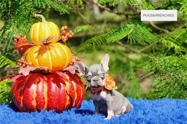 Diamond, Lilac and tan French Bulldog puppy (photo 3)