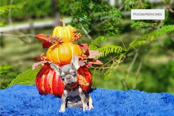 Diamond, Lilac and tan French Bulldog puppy (photo 4)
