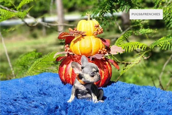 Diamond, Lilac and tan French Bulldog puppy (photo 7)