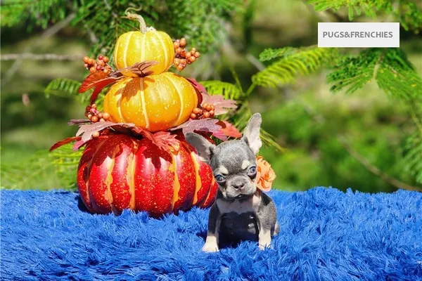 Diamond, Lilac and tan French Bulldog puppy (photo 5)