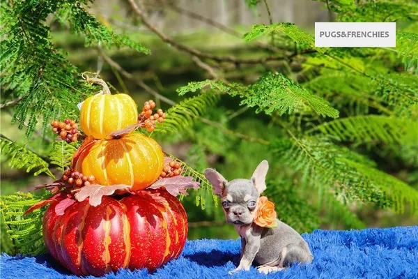 Diamond, Lilac and tan French Bulldog puppy (photo 6)