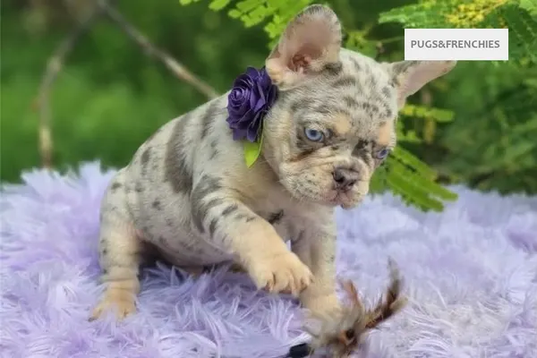Dorothy, Lilac tan merle French Bulldog puppy (photo 3)
