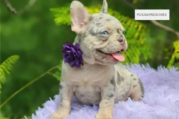 Dorothy, Lilac tan merle French Bulldog puppy (photo 6)
