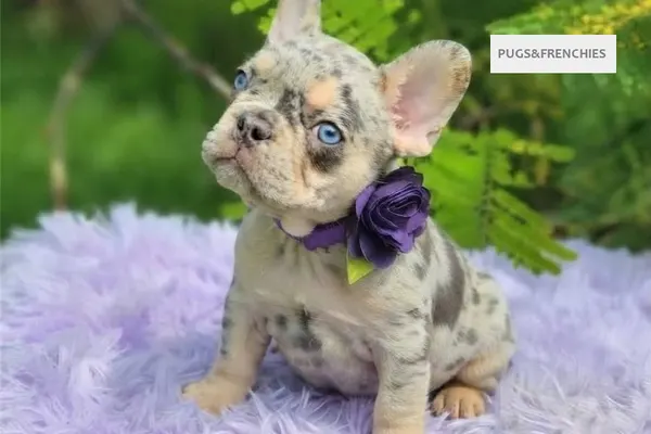 Dorothy, Lilac tan merle French Bulldog puppy (photo 5)