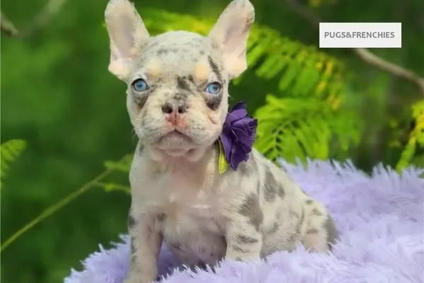 Dorothy, Lilac tan merle French Bulldog puppy (photo 2)